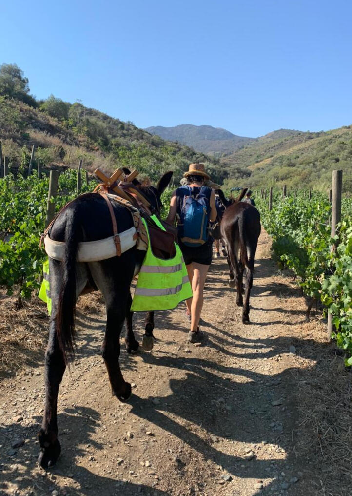 Des ânes bâtés avancent sur un chemin au travers d'un champ de vignes.