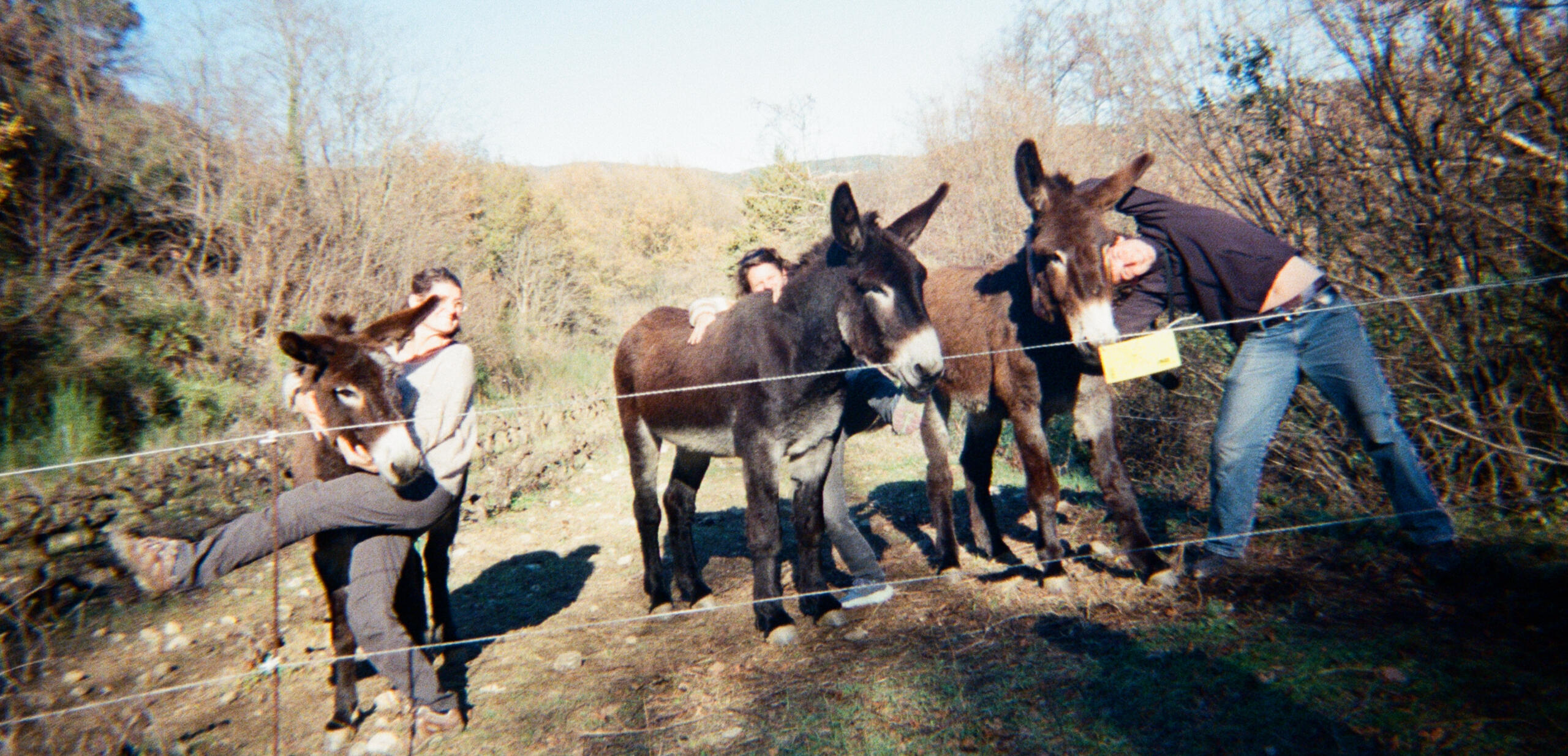 Sur un chemin de campagne, des adolescents accompagnés d'ânes marchent. L'intervenante en médiation animale, se retourne souriante.